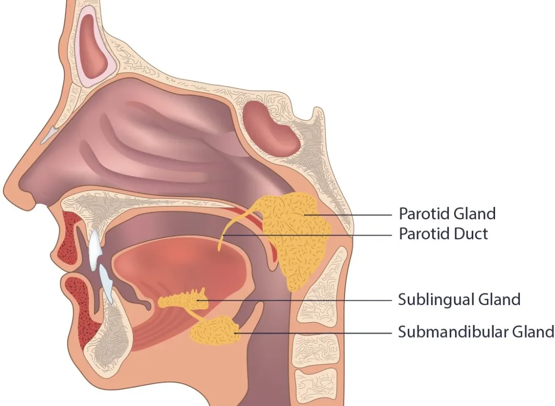 Salivary Gland Surgeries at Niraaya Hospital
